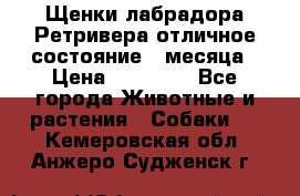 Щенки лабрадора Ретривера отличное состояние 2 месяца › Цена ­ 30 000 - Все города Животные и растения » Собаки   . Кемеровская обл.,Анжеро-Судженск г.